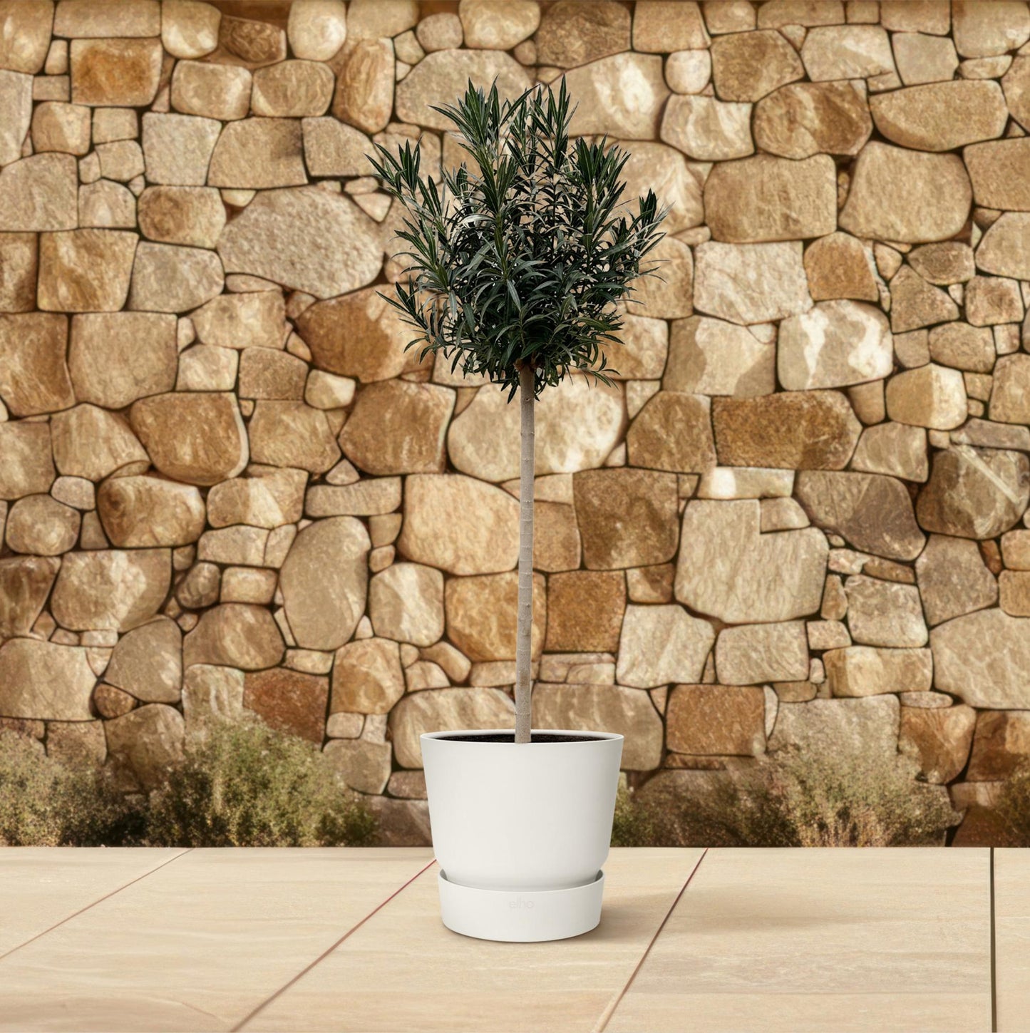 Oleander on trunk with white flower - 170cm - Ø40