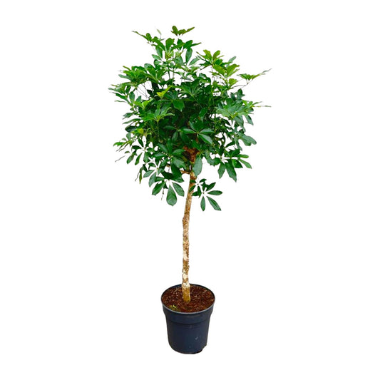 Schefflera arboricola - Finger plant - 170cm - ø35