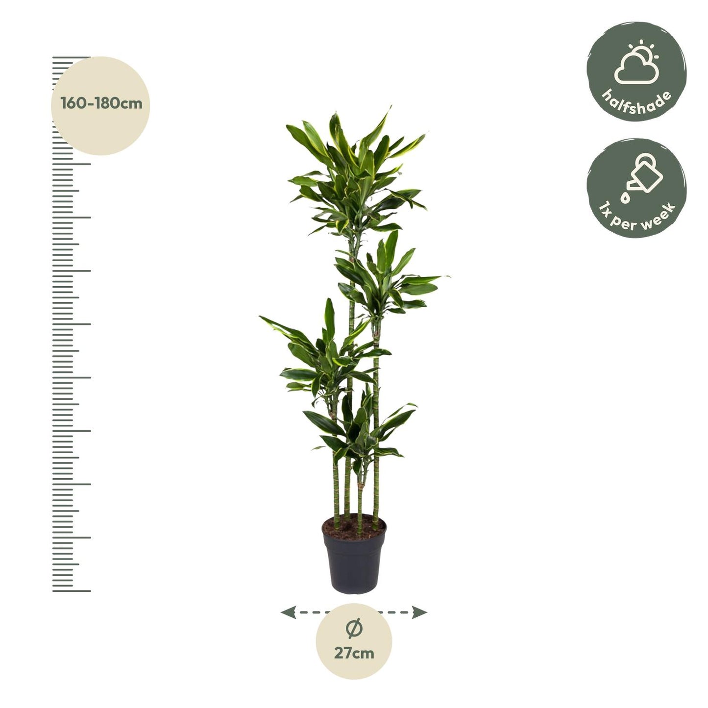 Dracaena Fragrans Golden Coast - 170 cm - ø27