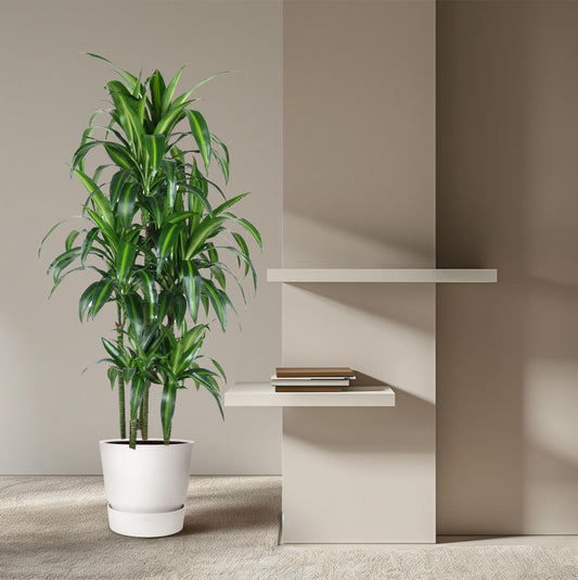 Dracaena Hawaiiana - 150 cm - ø31