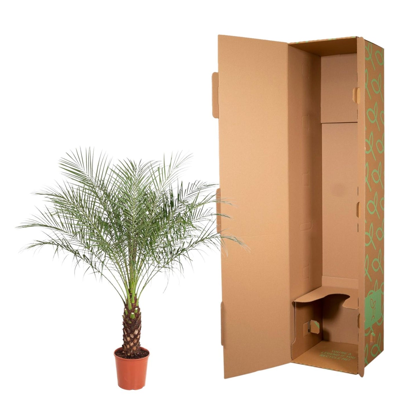 Canary Island date palm - Phoenix Canariensis - 190 cm - ø40