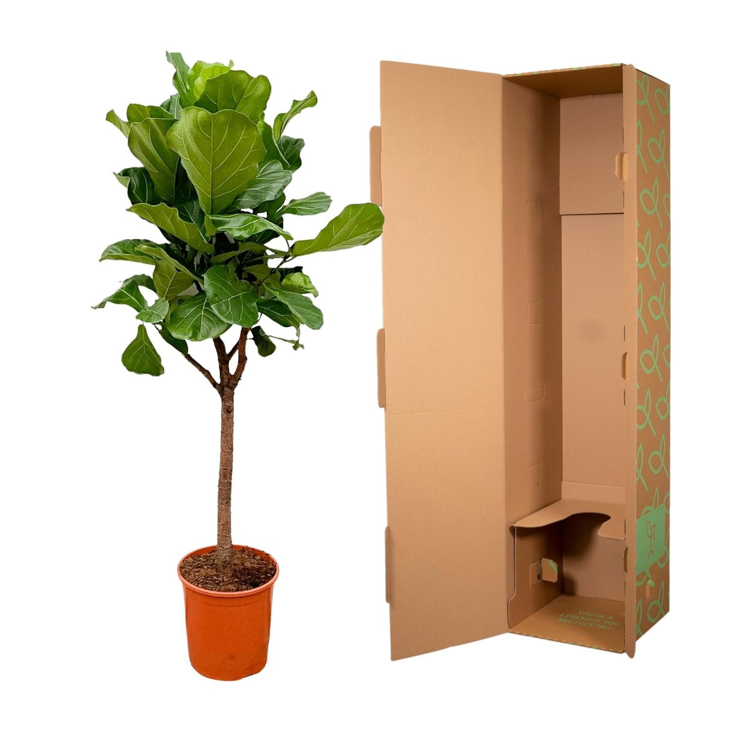Ficus Lyrata tree - 180cm - ⌀30