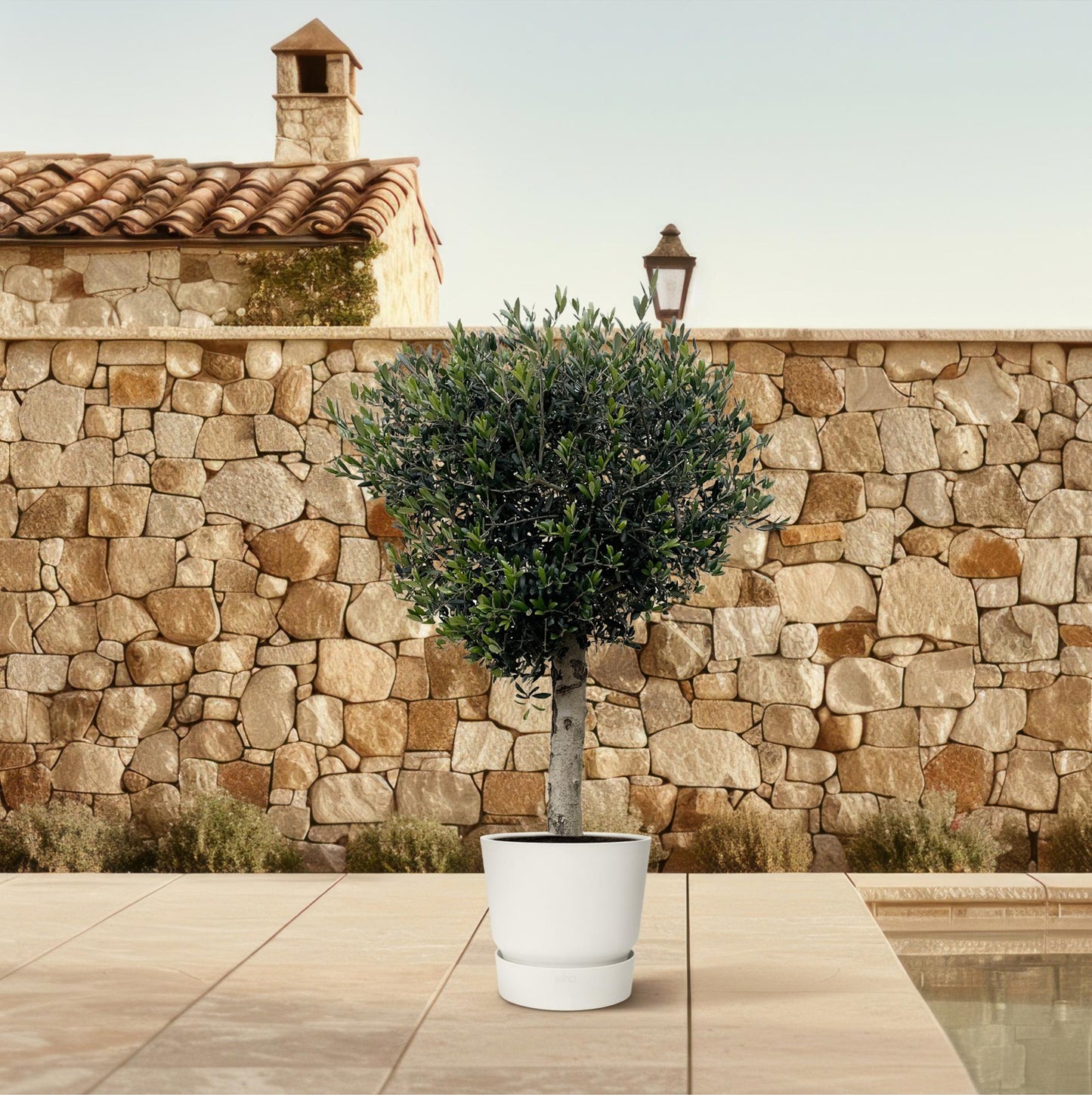 Olive tree - Olea Europea Lorc - 180cm- Ø50