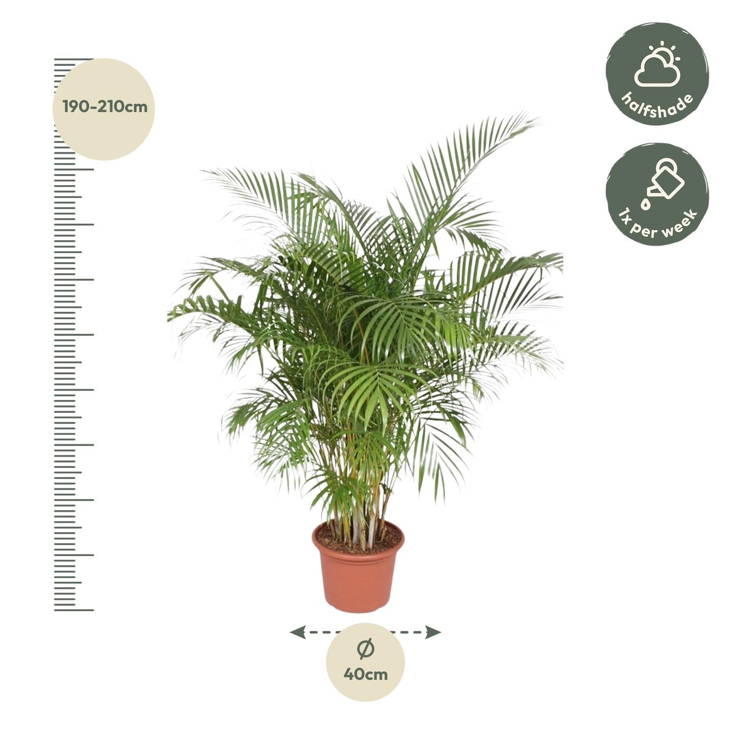 Gold Palm (Areca Palm) - 200 cm - ø40