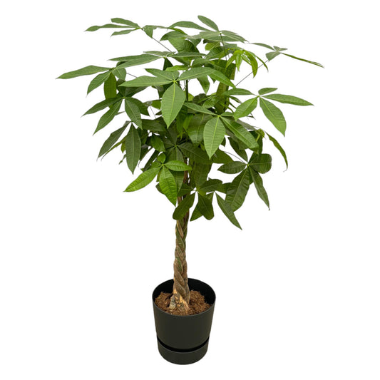 Pachira Aquatica (money tree) including elho Greenville Round black - 140cm - Ø30