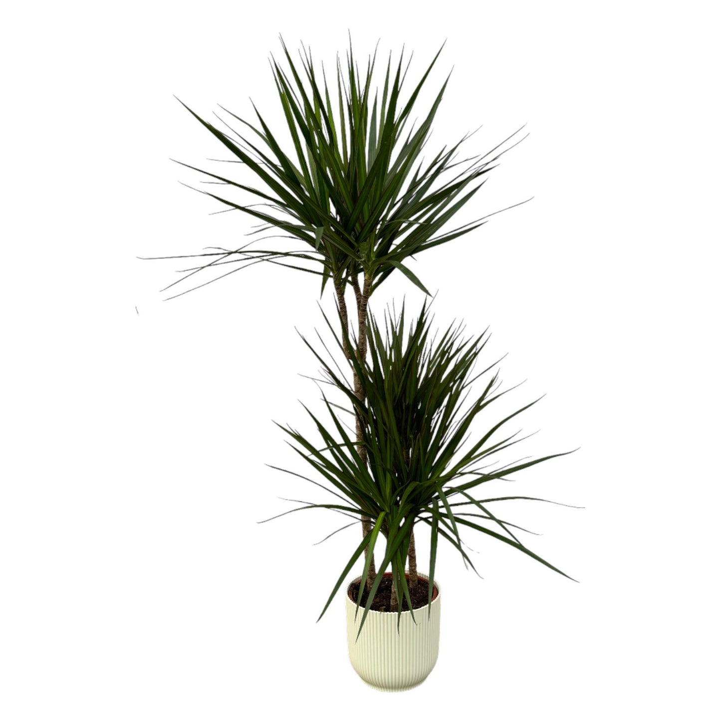 Dracaena Marginata (dragon tree) - ↨120cm - Ø21cm including elho Vibes Fold Round white D22xH20