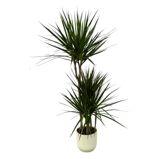 Dracaena Marginata (dragon tree) - ↨120cm - Ø21cm including elho Vibes Fold Round white D22xH20