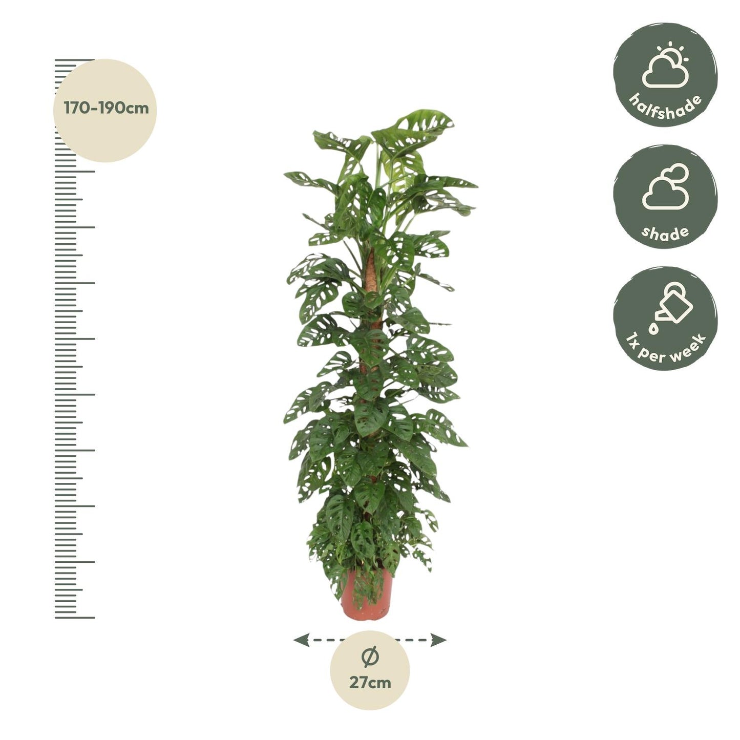 Monstera Monkey Leaf moss stick - 170 cm - ø27