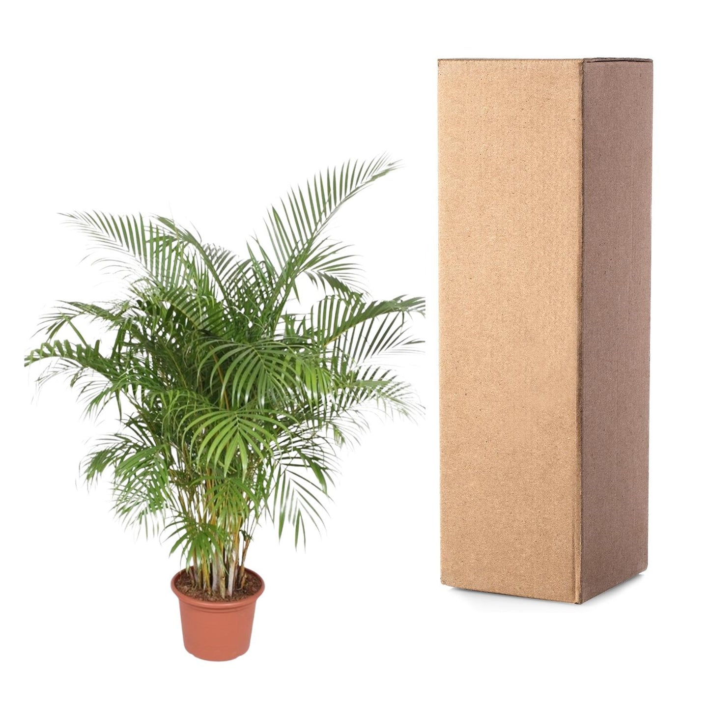 Gold Palm (Areca Palm) - 200 cm - ø40