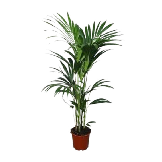 Kentia palm - ↕120cm - Ø24
