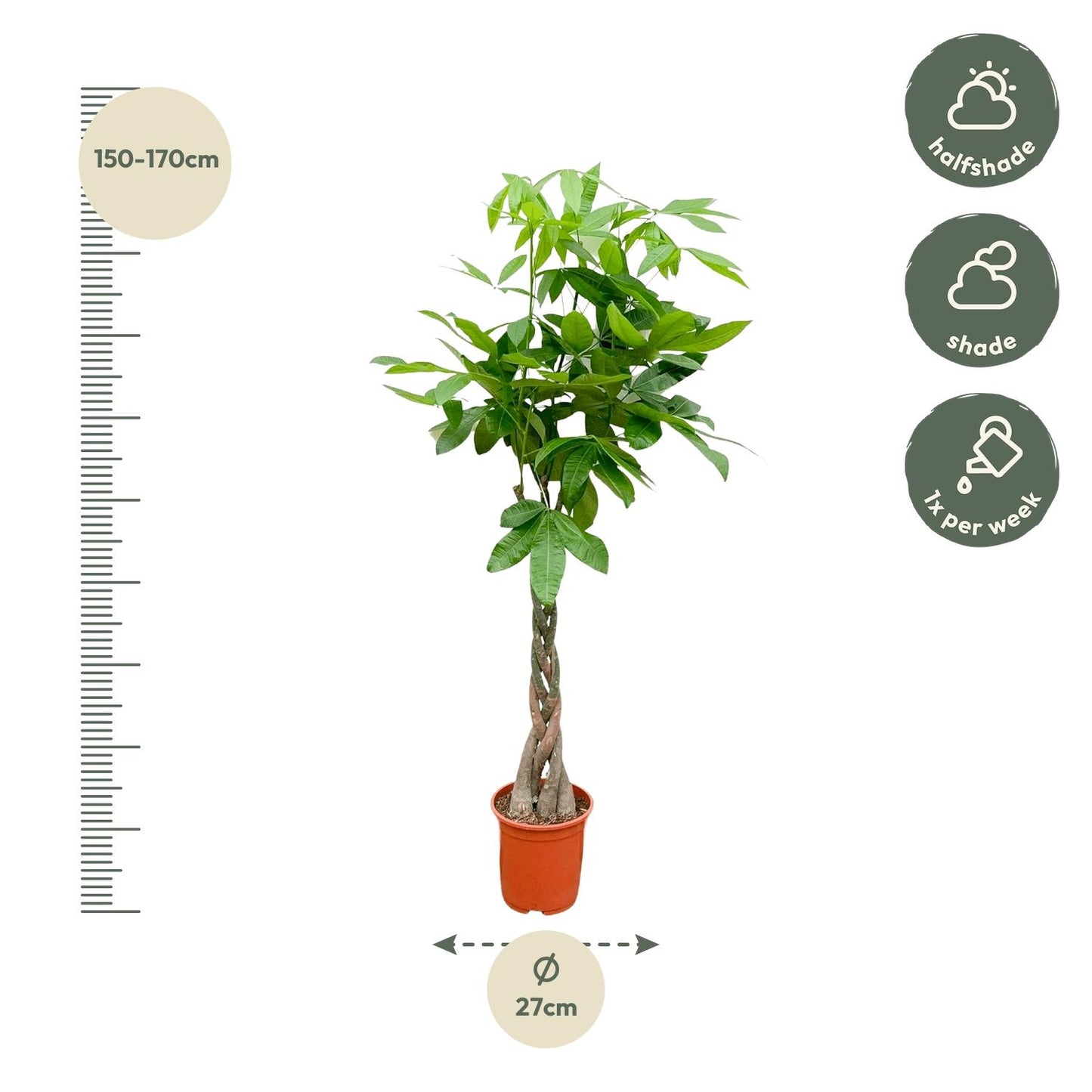 Pachira Aquatica (money tree) - 150cm - ø27