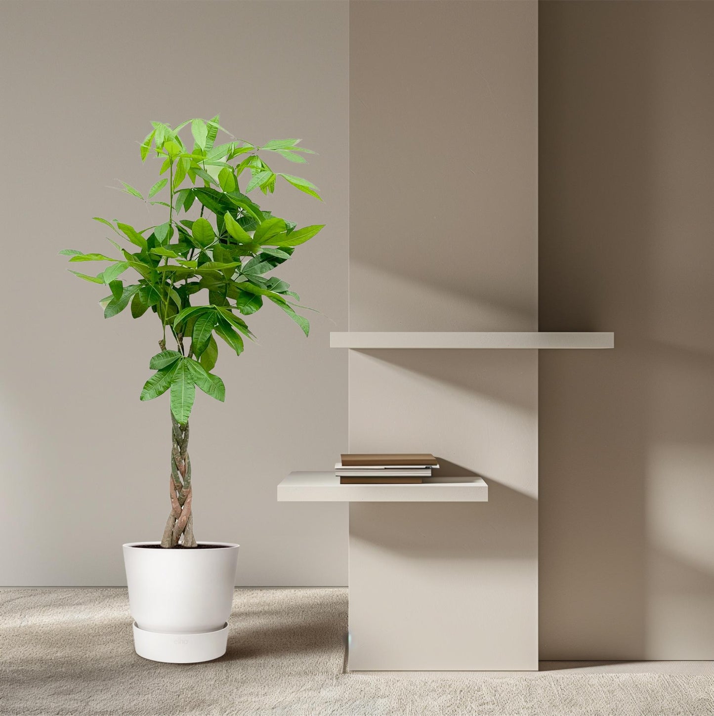 Pachira Aquatica (money tree) - 150cm - ø27