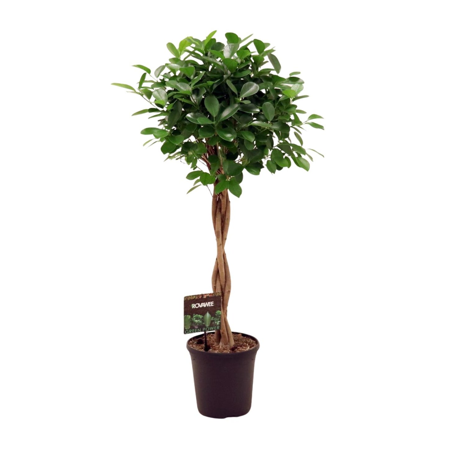Ficus Microcarpa Moclame - Ø23cm - ↕110cm