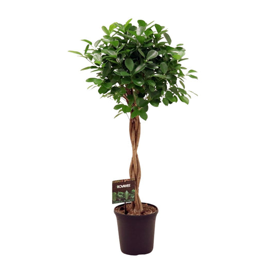 Ficus Microcarpa Moclame - Ø23cm - ↕110cm
