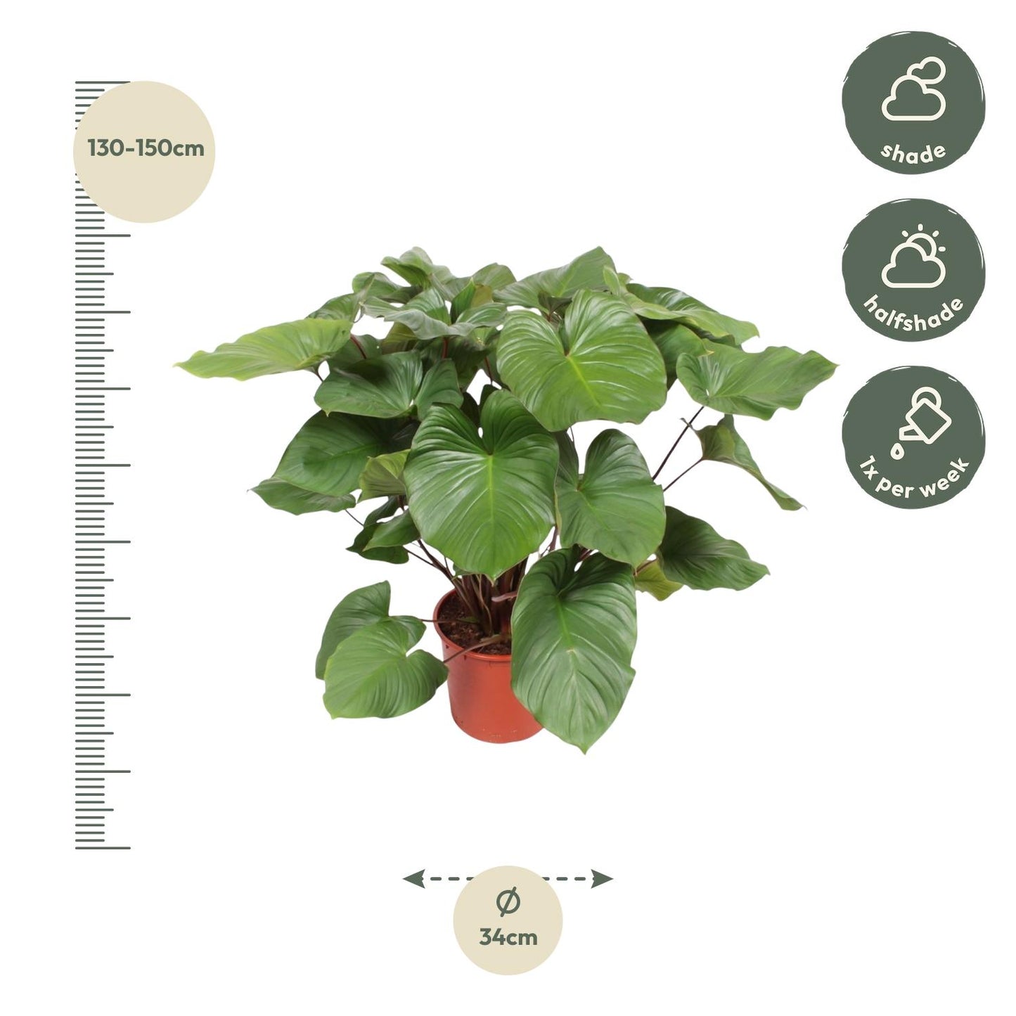 Queen of Hearts - Homalomena Rubescens Maggy - 130 cm - ø34