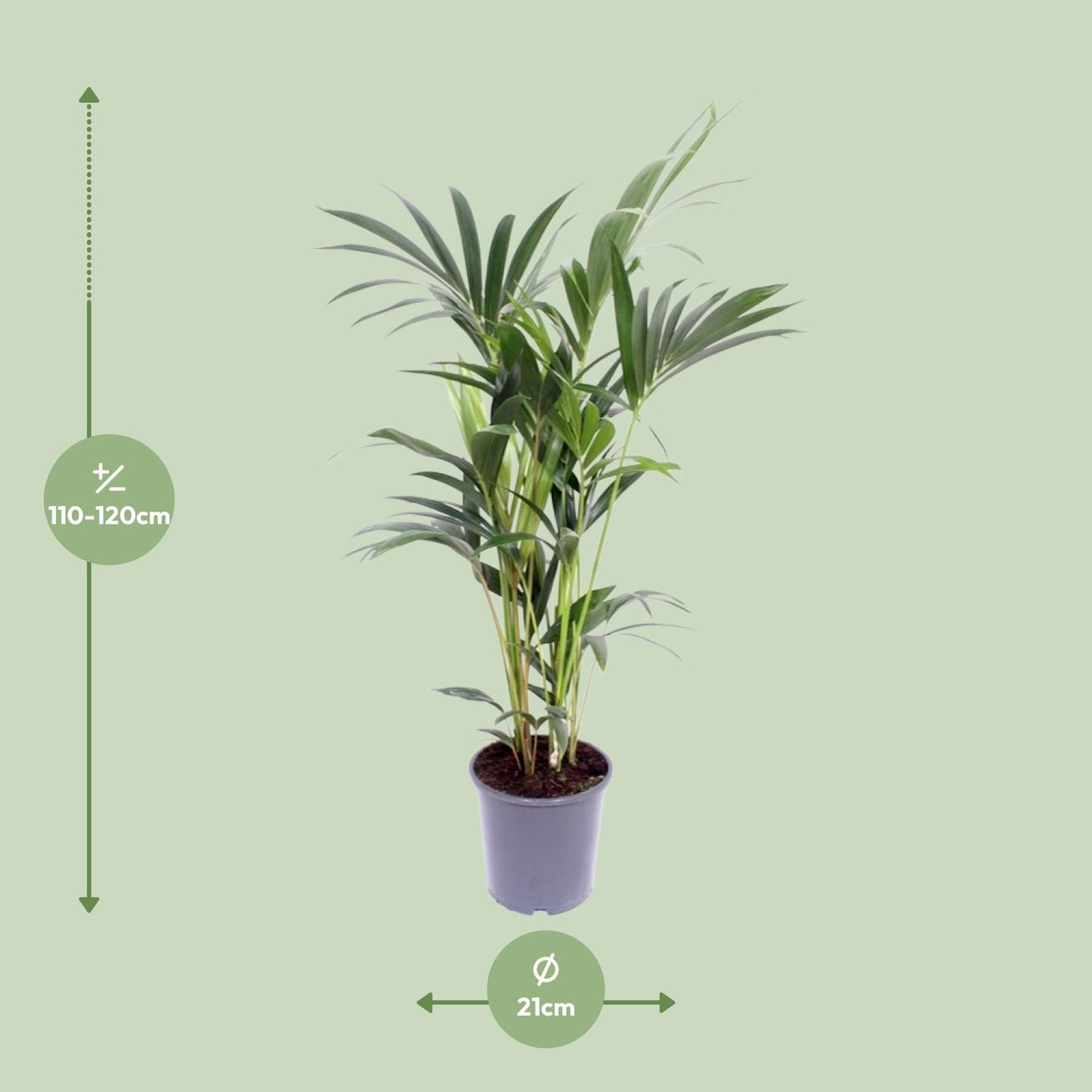 Kentia palm - Ø21cm - ↕120cm