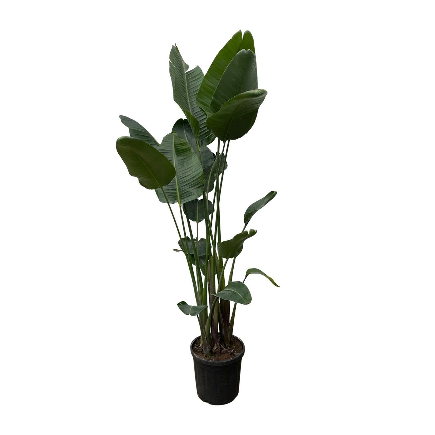 Strelitzia Nicolai (white bird of paradise flower) XXL - 250 cm - ø50