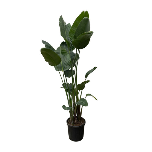 Strelitzia Nicolai (white bird of paradise flower) XXL - 250 cm - ø50