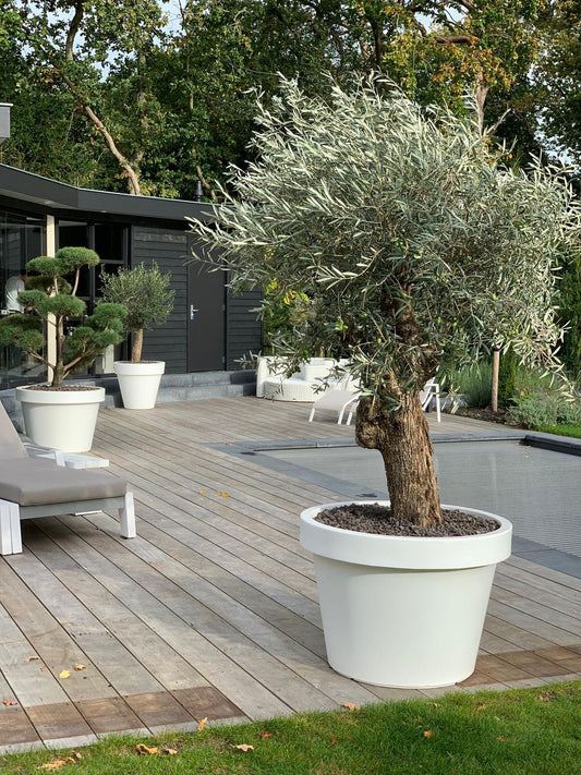 Lira White - D65 x H58