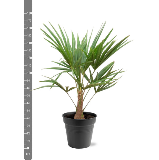 Chinese Fan Palm (Trachycarpus fortunei) - 90-100cm - Ø21