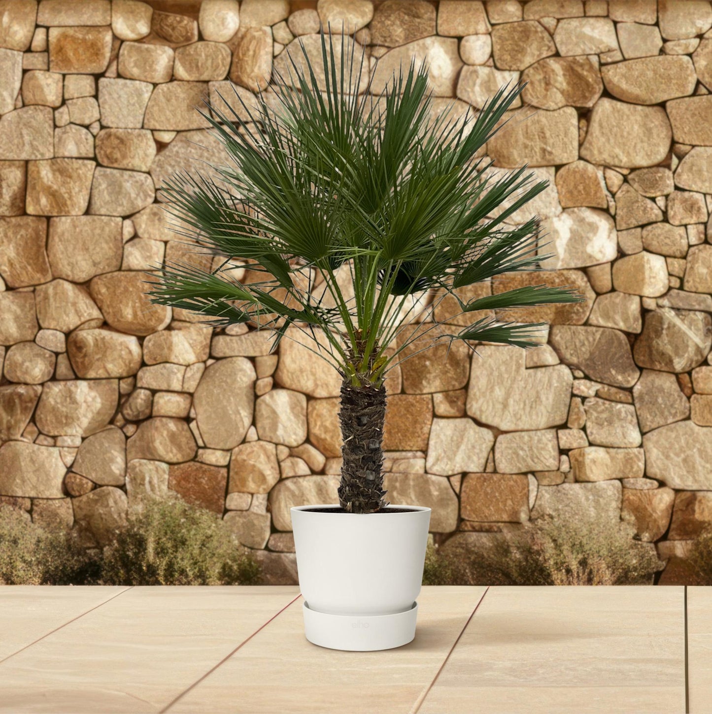 European dwarf palm on trunk - 150 cm - Ø45cm Chamaerops humilis