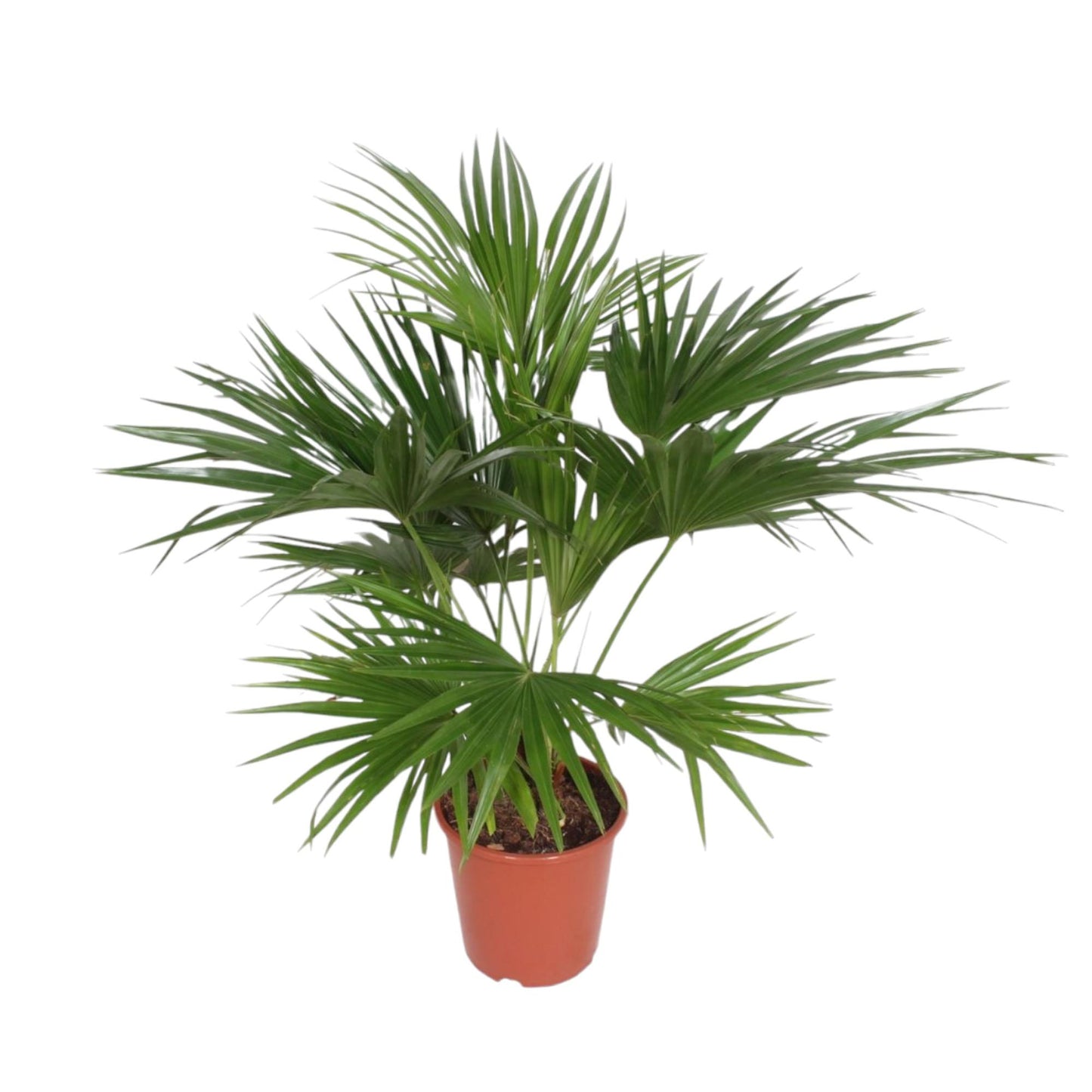 Chinese fan palm (Livistona Chinensis) - 150 cm - ø27
