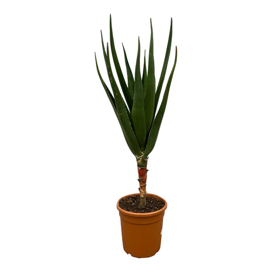 Aloe Barberae - 160 cm - Ø30cm