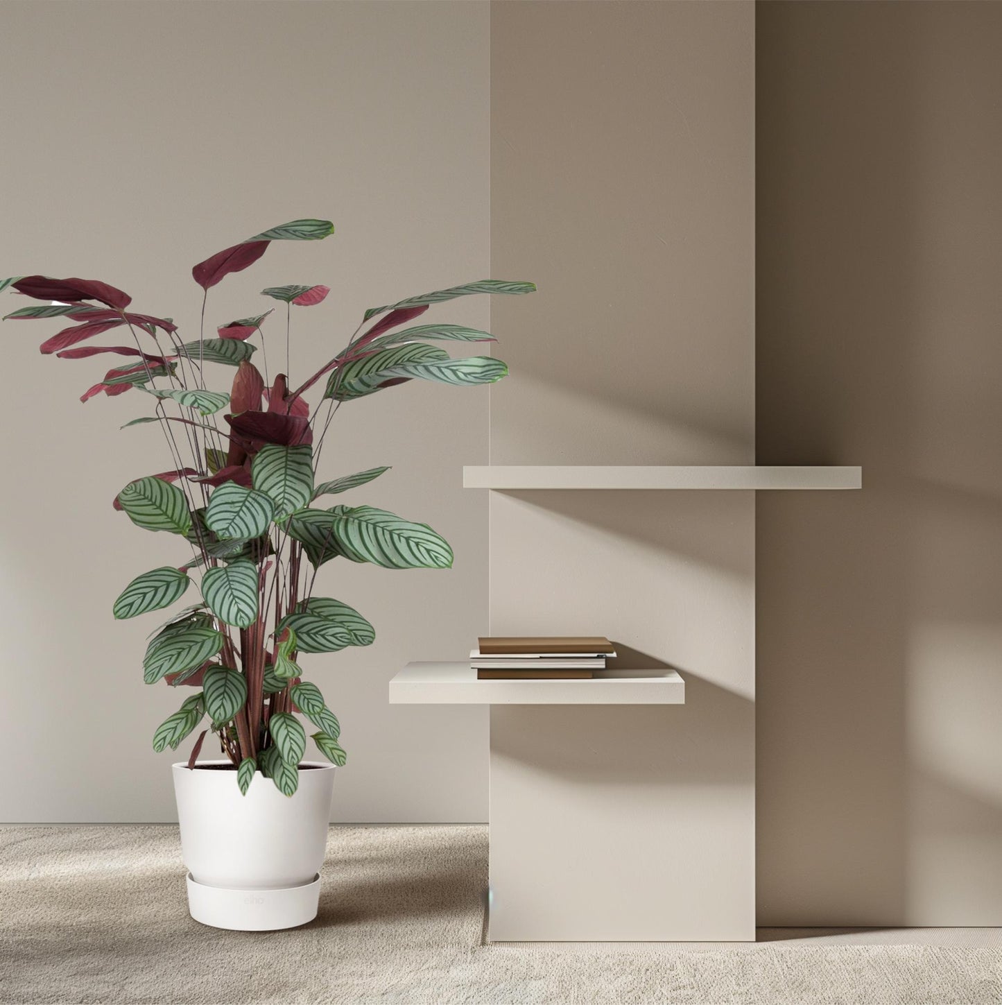 Calathea Oppenheimiana - 130 cm - ø27