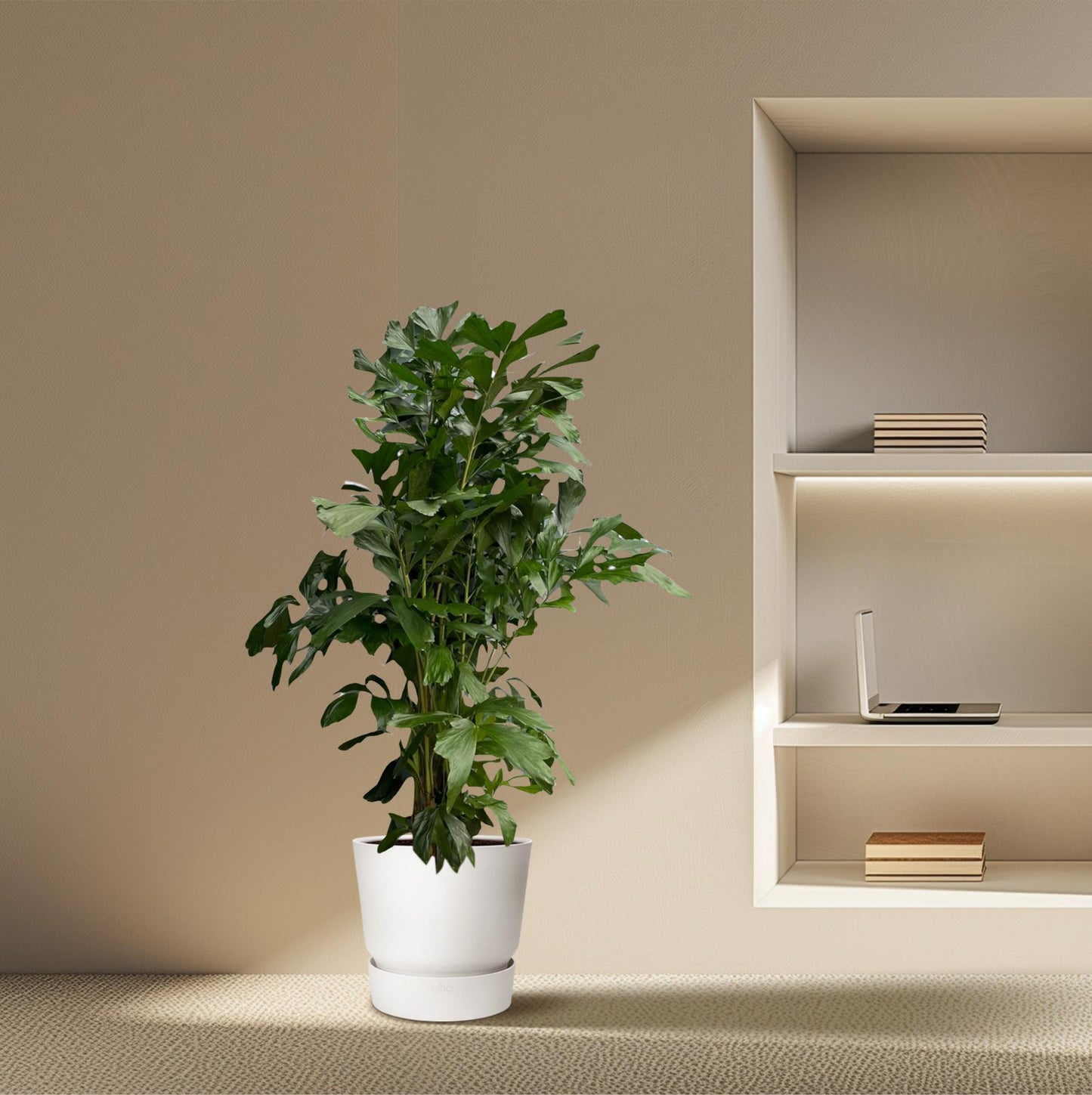 Caryota Mitis - Fishtail palm - 180 cm - Ø27