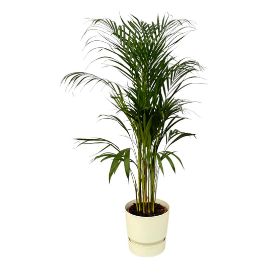 Golden Palm (Areca palm) - ↨110cm - Ø21cm including elho Greenville Round white D24xH23