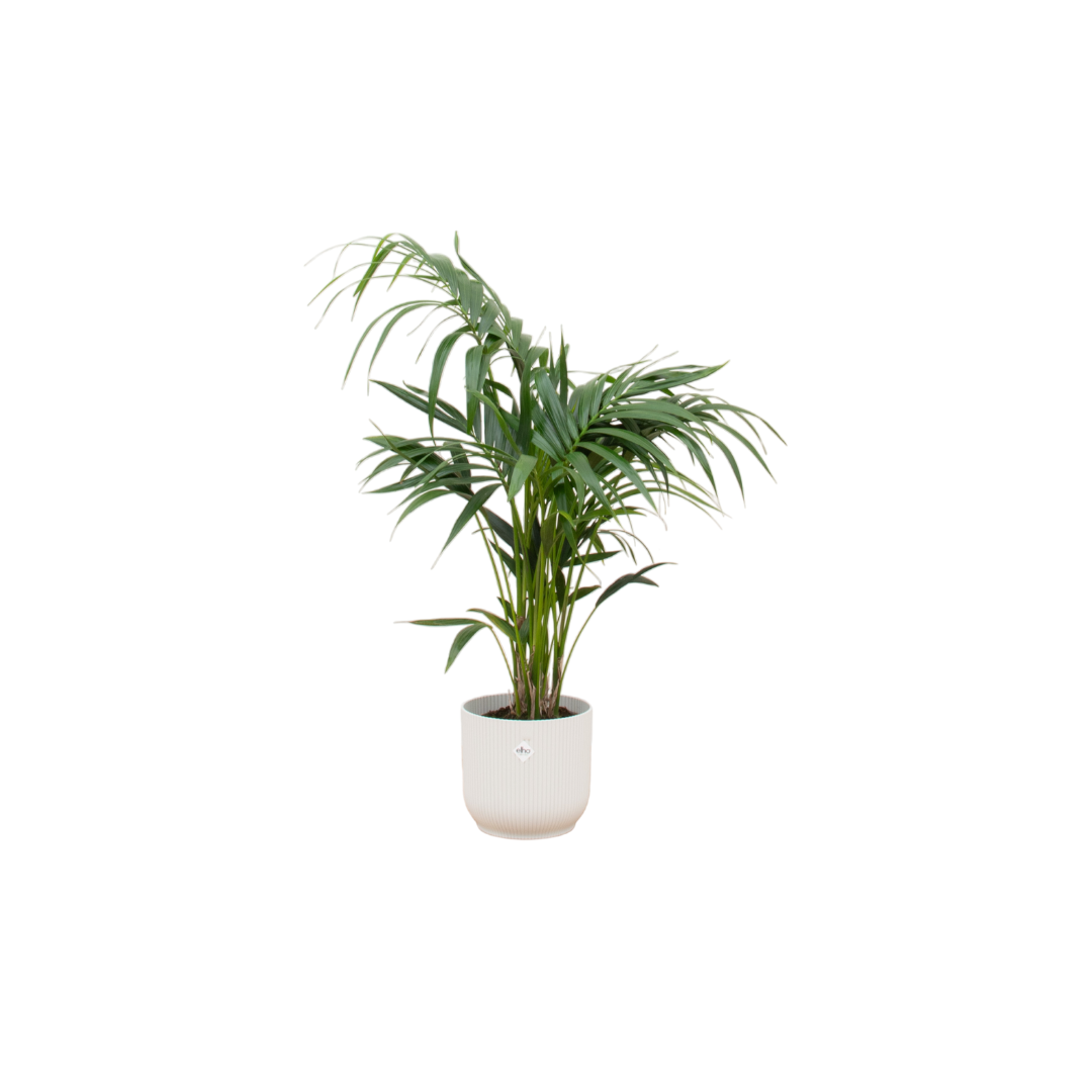 Kentia palm including elho Vibes Fold Round white Ø25 - 130 cm