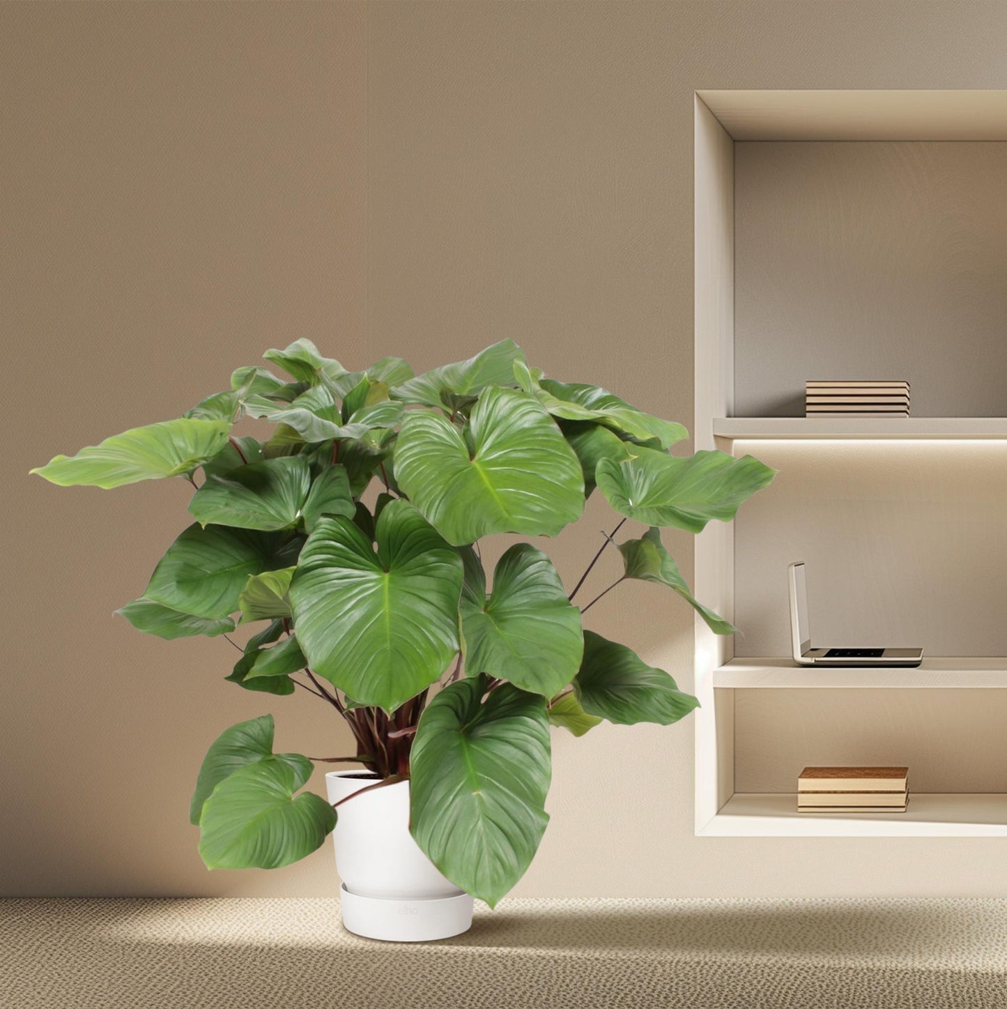 Queen of Hearts - Homalomena Rubescens Maggy - 130 cm - ø34