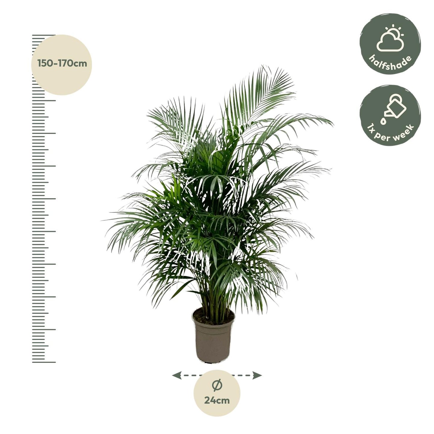 Golden Palm (Areca Palm) 150 cm - ø24