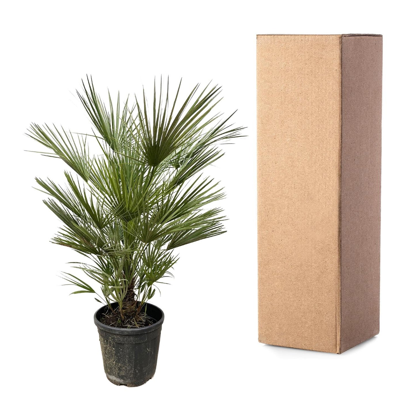 European dwarf palm - 150cm - ø30