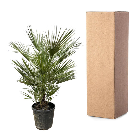 European dwarf palm - 150cm - ø30