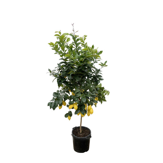 Citrus limon - Lemon tree - 200cm - ø40