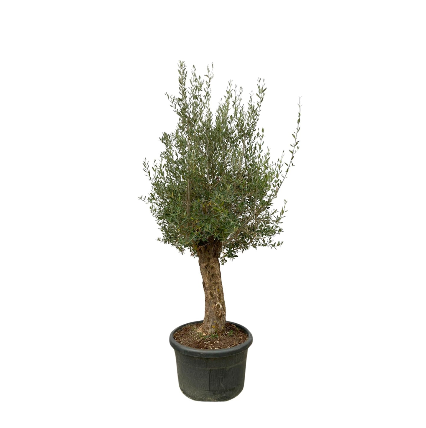 Olive tree - Olea Europea Bonsai 250cm- Ø65