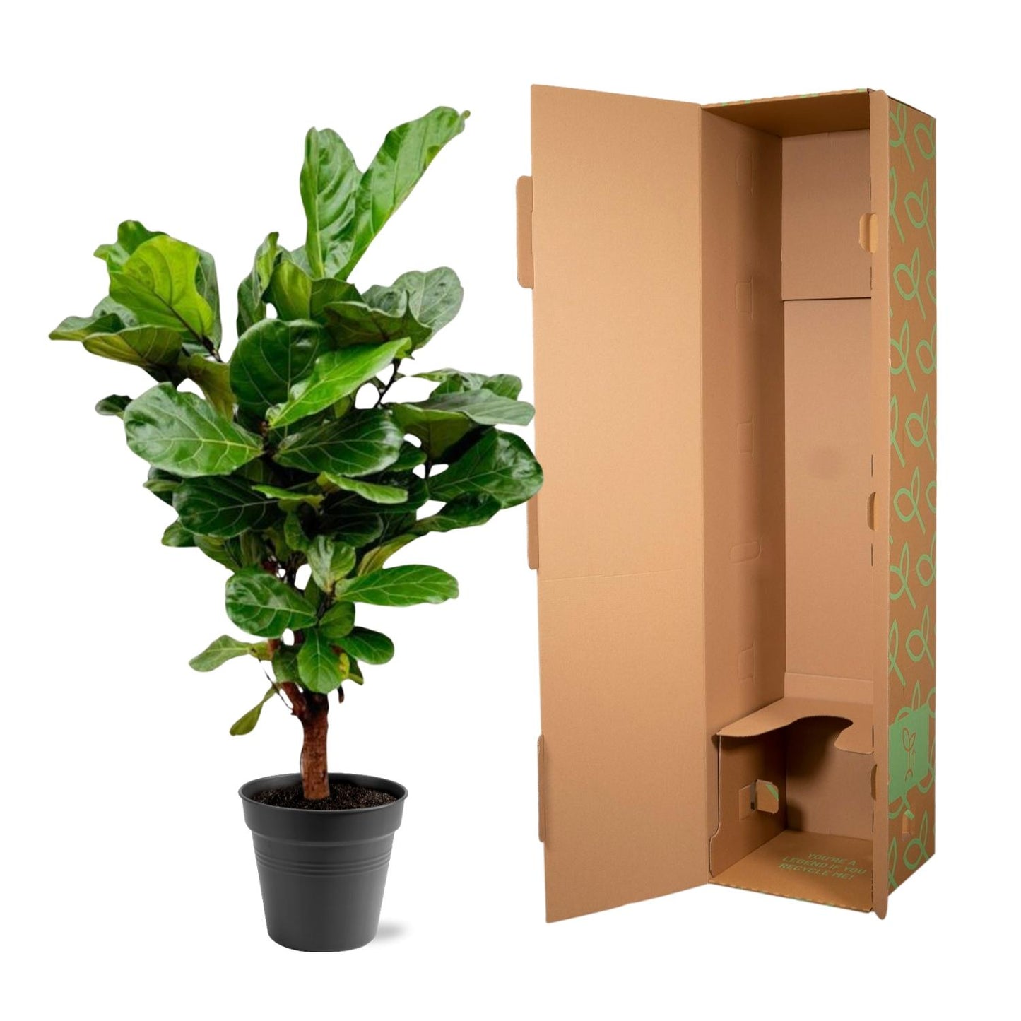 Ficus Lyrata branched - 140-160cm - ø 27-30cm