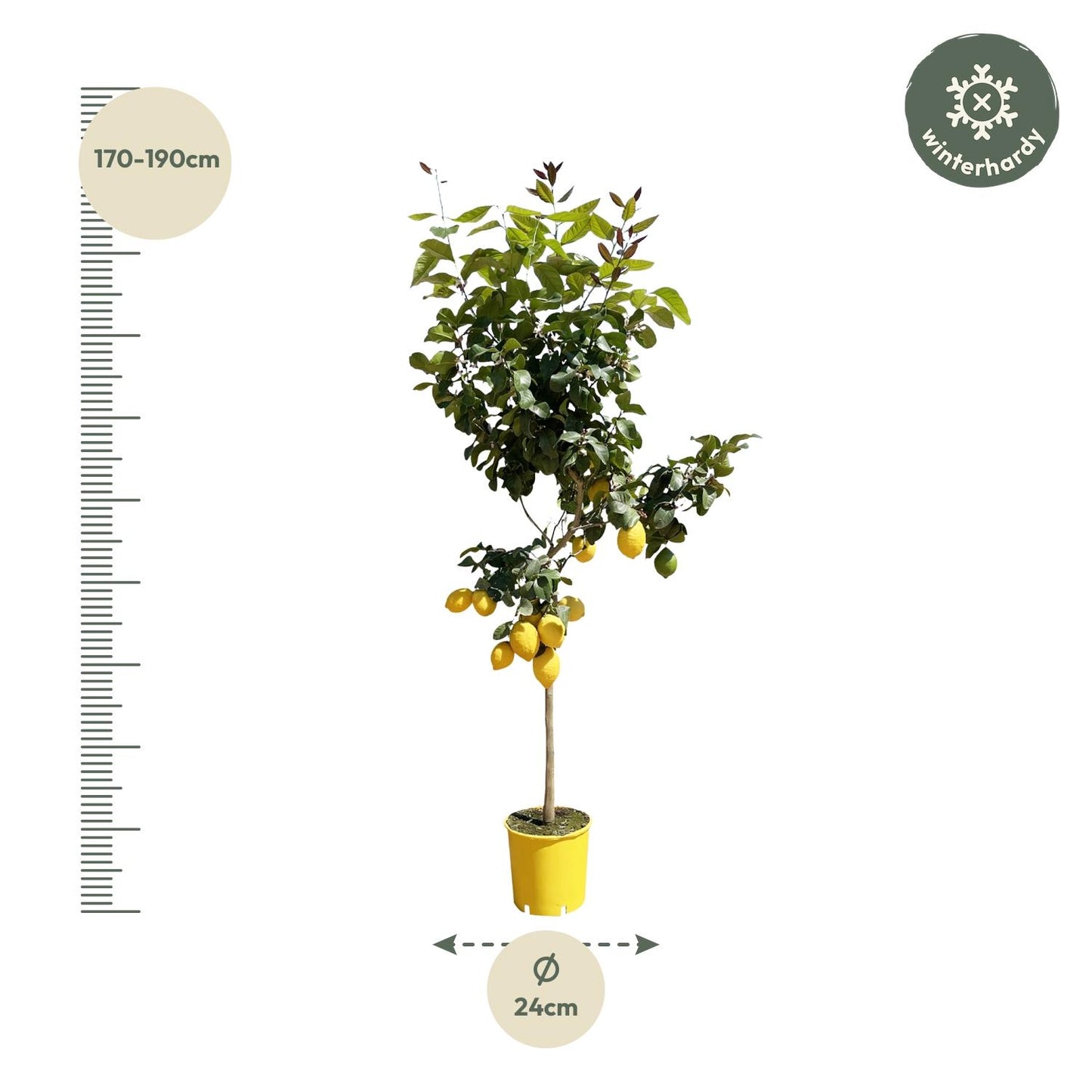 Lemon tree - Citrud Lemon 150 cm - ø24