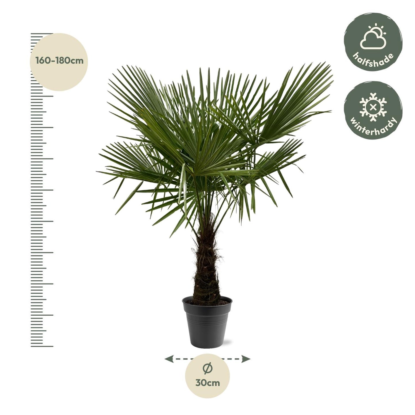 Chinese fan palm - Trachycarpus fortunei 160-180cm - Ø30