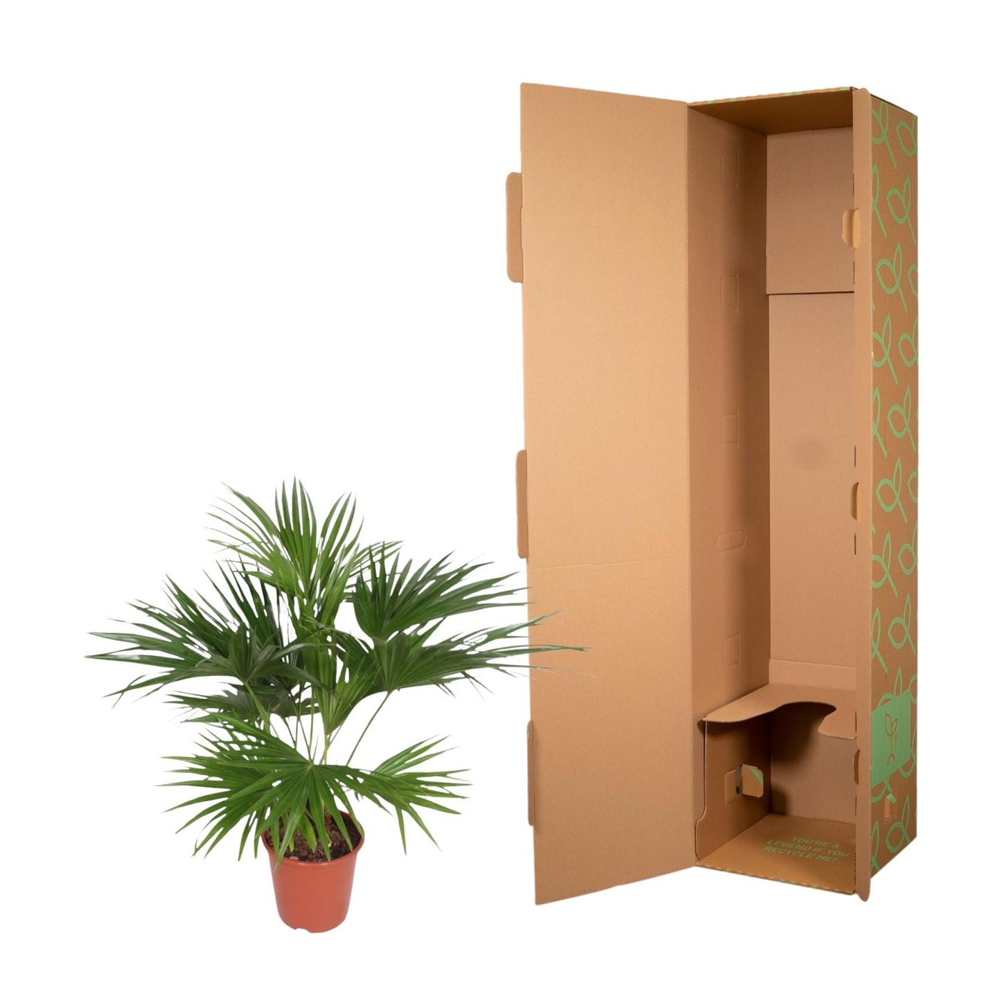 Chinese fan palm (Livistona Chinensis) - 150 cm - ø27