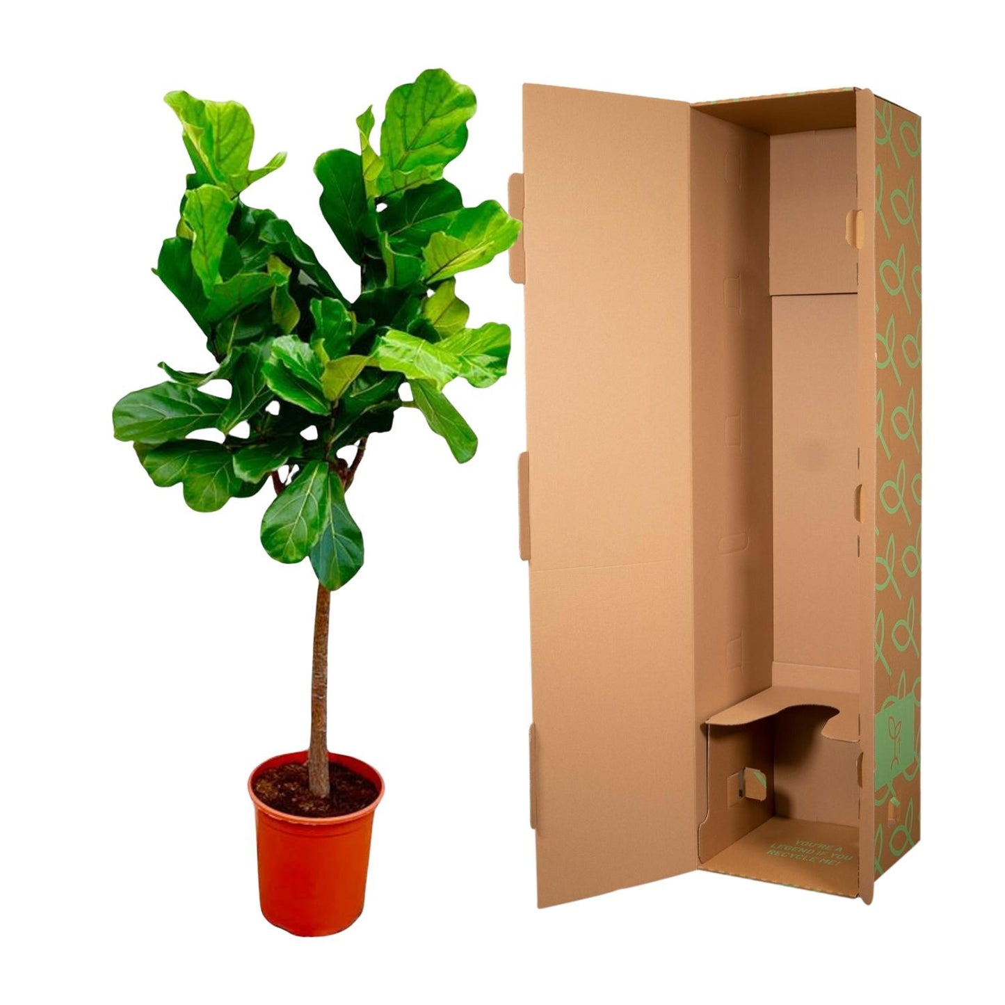 Ficus Lyrata tree - 150 cm - ø30