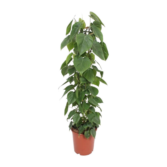 Love plant - Philodendron Scandens - Ø24cm - ↕120cm