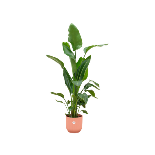 Strelitzia Nicolai including elho Vibes Fold Round pink - 160cm - Ø30