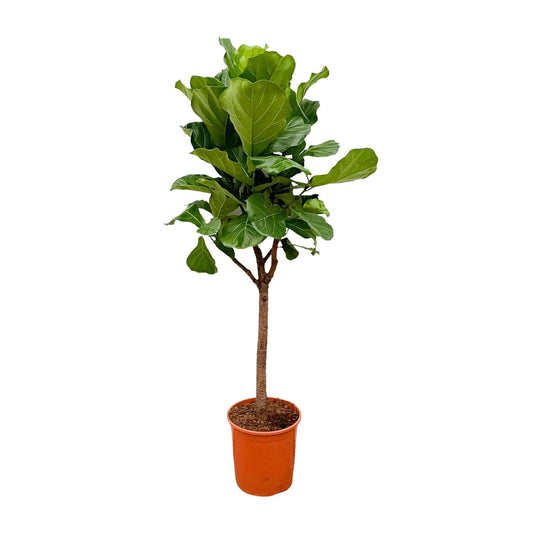 Ficus Lyrata tree - 180cm - ⌀30
