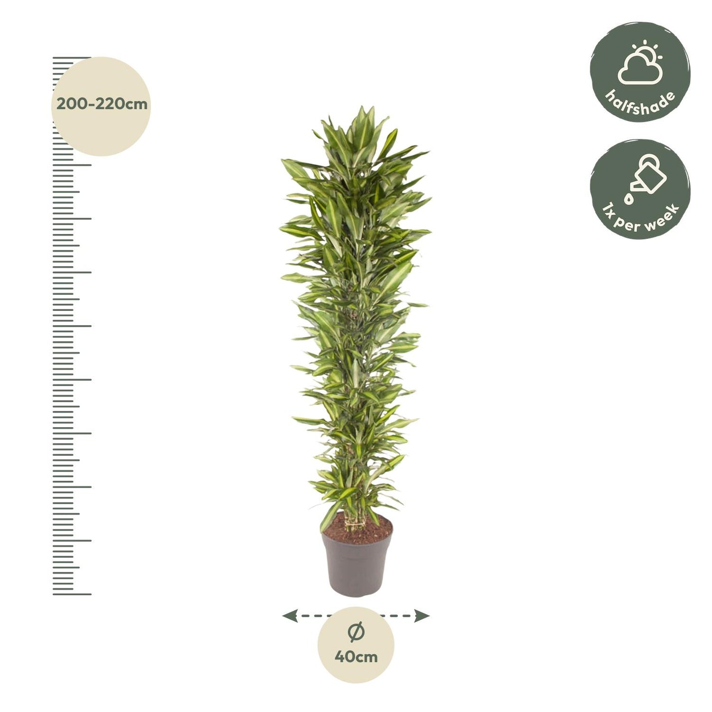 Dracaena Cintho branched - 210 cm - ø40