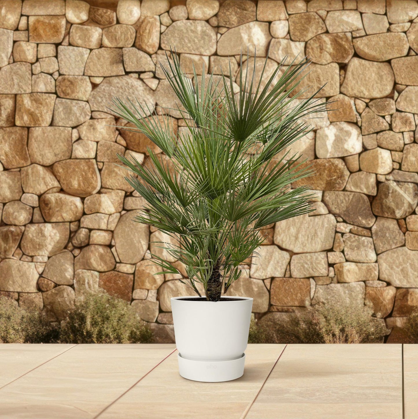 European dwarf palm - 150cm - ø30