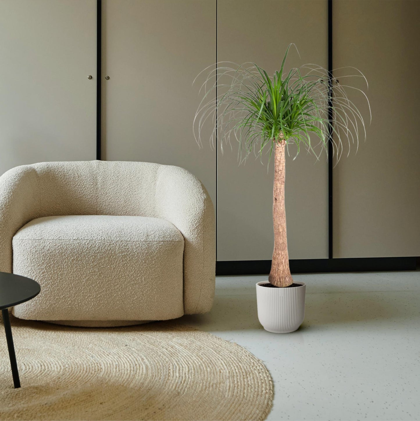 Beaucarnea trunk - 120 cm - ø32