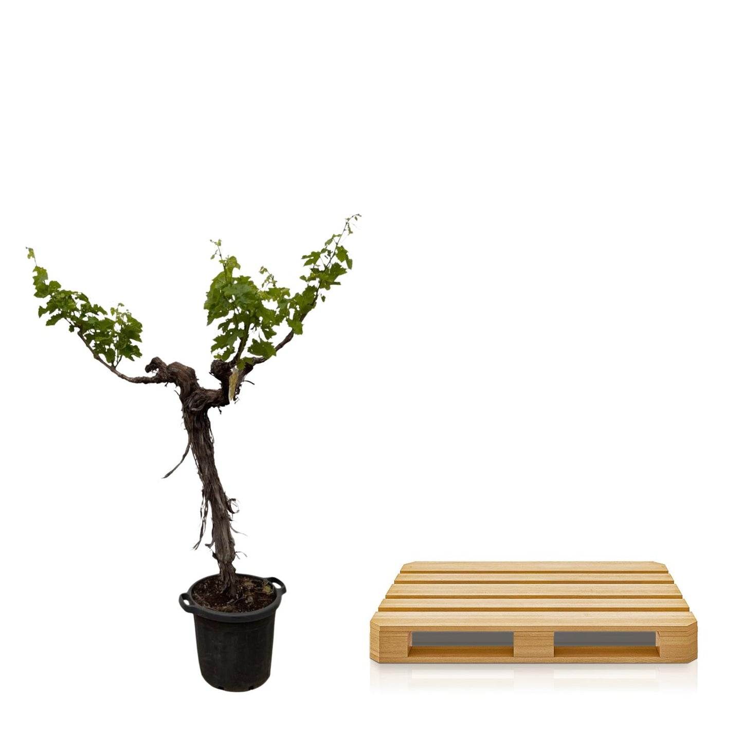 Grape tree (Vitis Vinifera) branched trunk - 220cm - ø55