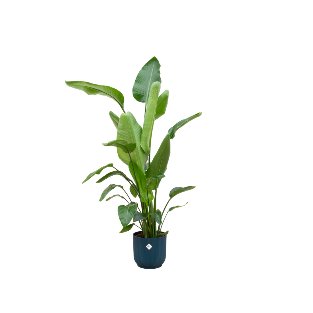 White Bird of Paradise Flower 160cm - Ø30 - Strelitzia Nicolai including elho Vibes Fold Round blue -